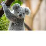 The Kawaii Koalas