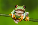 The Frog empire!