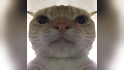 Survive Staring Cat The Killer