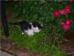 Cute cats