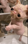 A cat that Is weird