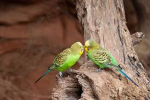 Parakeet civilization
