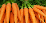 Carrots Fan club
