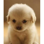 Cute puppy group!!