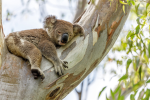 Koala frenzy I love koalas