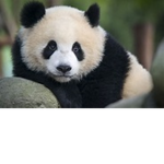 MissyVeey's Panda Group