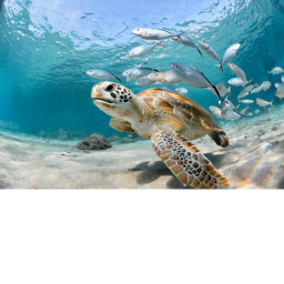 The Turtle Training Manuvers