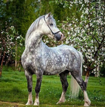 Equestrian Eventing Academy