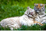 The Cat luvers