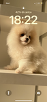 Snowi my love