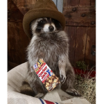 raccoon$