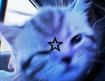 Calico cat team