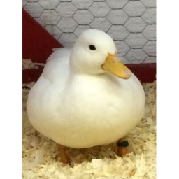 [SEA] Ducks HQ (In Progress)