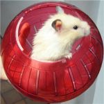 Hamsters United