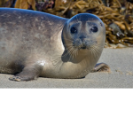 Seal Party