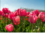 .Rosey