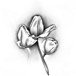true's tulips's