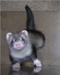 th ferret club