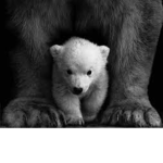 #Bear Army