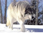 FIREWOLVES!!