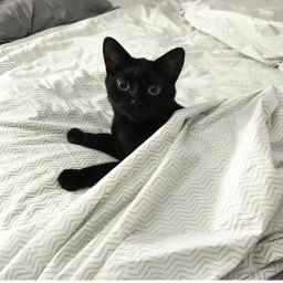 *ੈ  ︵・ 🖤 ꒱꒱