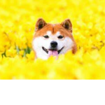 Hond_jes Community