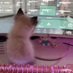 miao