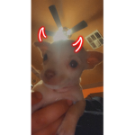 Puppy join if u like pups