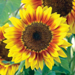 Sun! Flowers!