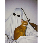 The wierd cat Idiots :)