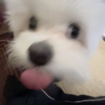 Mylo the dog Fangroup