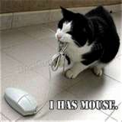 Funny Cat Roblox decal