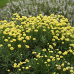 The Lovely Lavenders!