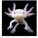 Axolotl Tastic