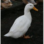 Duck lordss
