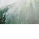 The Forest Gaurdians