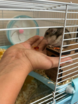 The hammy cult