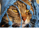 ChloeMeow's Fans