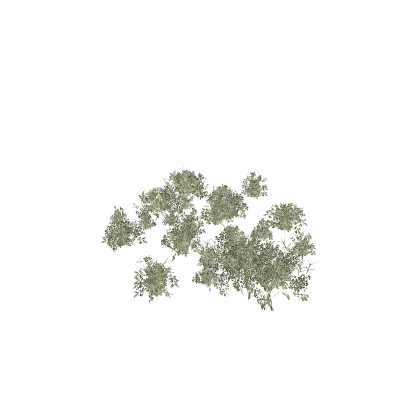 Shrub/Bush