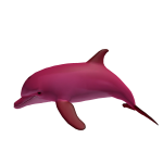 Pink Dolphin Buddy