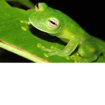 ThE fRoGy StYlE