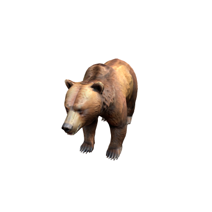 Bear