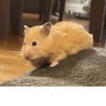 Hamsters are the best group!