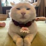 worship cats