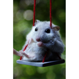~ Animals For Life Game ~