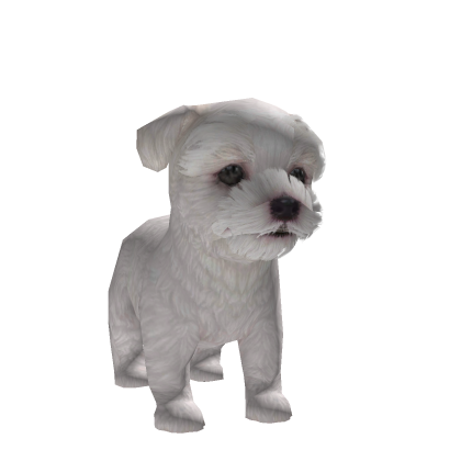 Bichon Frise