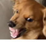 Dogs_United_Official