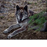 The NightFall Clan/Wolves