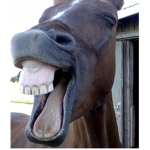Horsecool