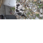 CatInABoxYT
